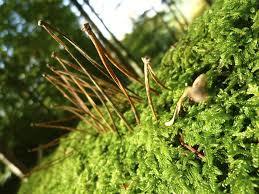 plante, plein air et nature