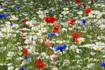 plante, fleur, ciel, plein air et nature