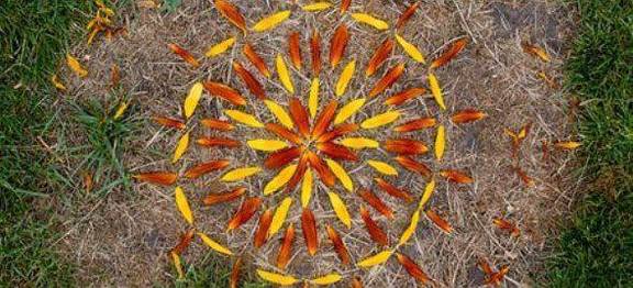 plante, fleur et nature