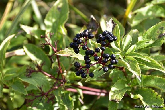 RÃ©sultat de recherche d'images pour "origines des plantes bonnefont"