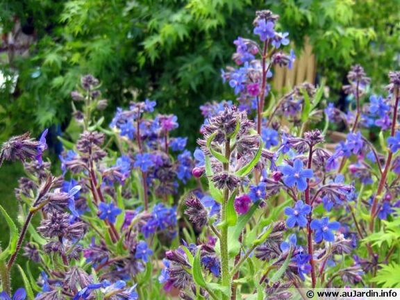 Buglosse d’Italie, Buglosse azurée, Anchusa azurea