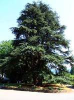 Sortie arbres remarquables