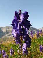 Sortie Flore